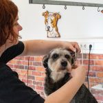 Pet Stop Rodgau_23